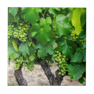 Cultivo de Uvas para Vinho, França
