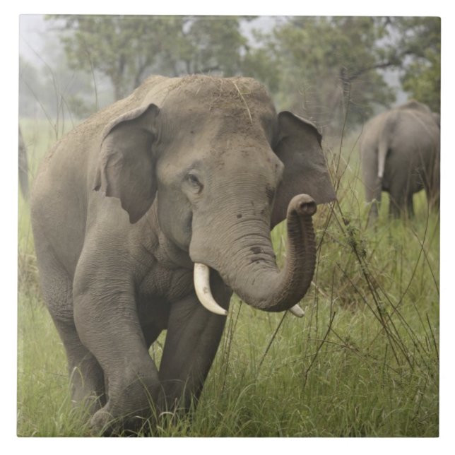 Cumprimento de Elefante Asiático Indiano (Frente)