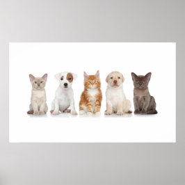 Cuppies e Kittens - Poster - srf