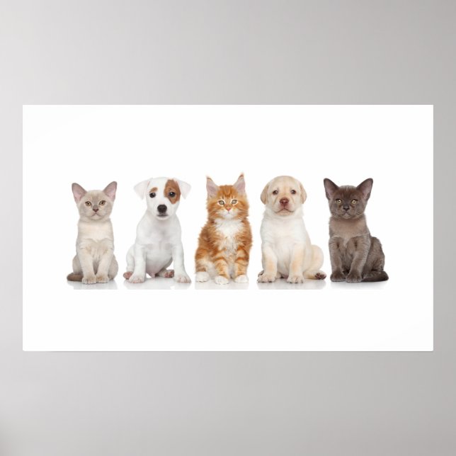 Cuppies e Kittens - Poster - srf (Frente)