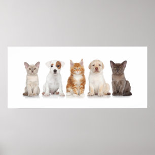 Cuppies e Kittens - Poster - srf