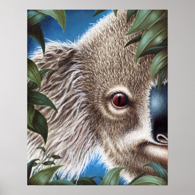 Curios Koala Poster (Frente)