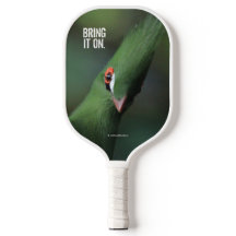 Curiosa Guiné Turaco Green Pássaro