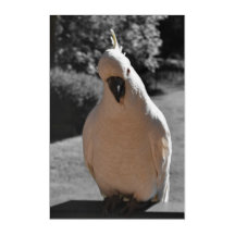 Curioso Cacatua-de-crista-amarela