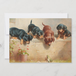 Curioso Dachshund Puppies   Carl Reichert