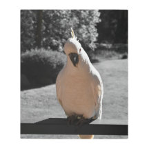 Curioso Metal Print de Cacatua de Crista Amarela
