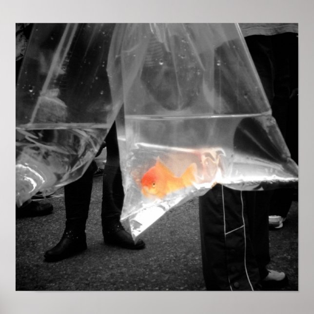 Curious Goldfish Poster / Picture (Frente)