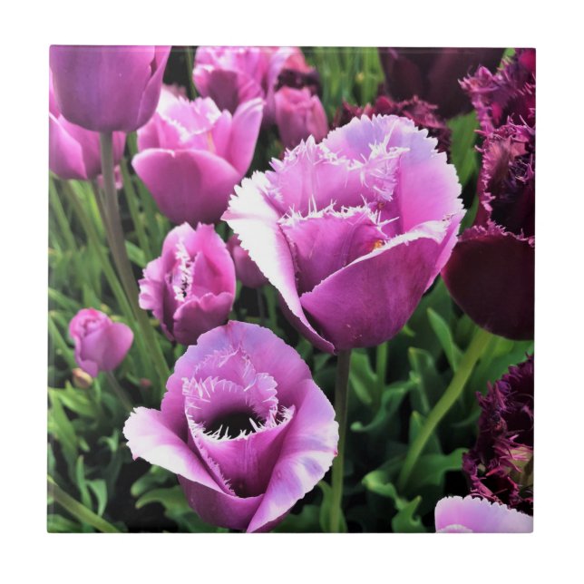 Curly Sue Purple Tulips, Oregon (Frente)