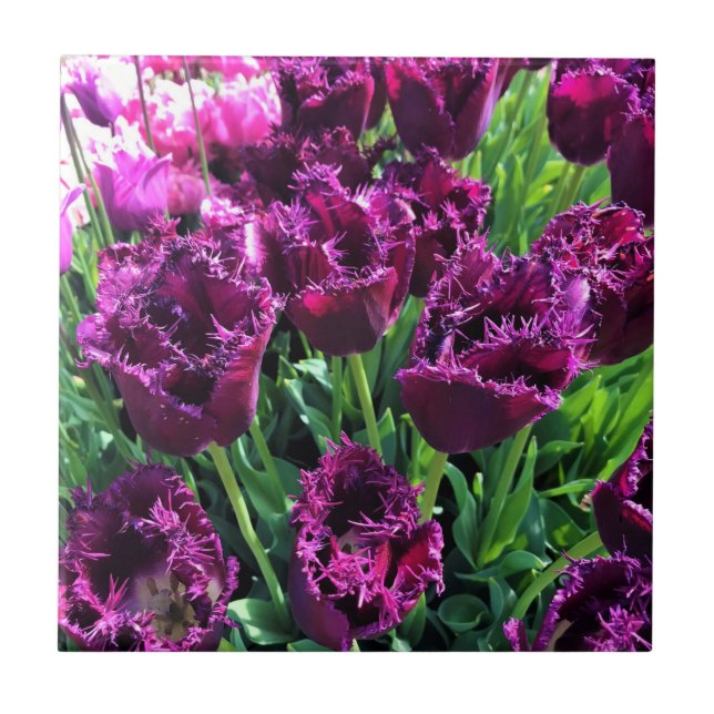 Curly Sue Purple Tulips, Oregon (Frente)