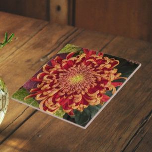 Curva Vermelha e Amarela Chrysanthemum Floral