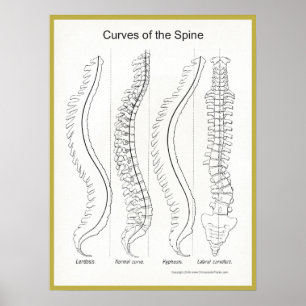 Curvas da quiroterapia do poster da espinha