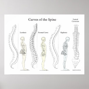 Curvas da quiroterapia do poster da espinha