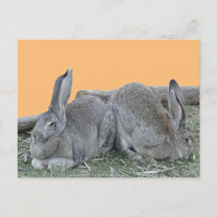 Custo De Bunnies Bonitos. Cartão postal BG Color D