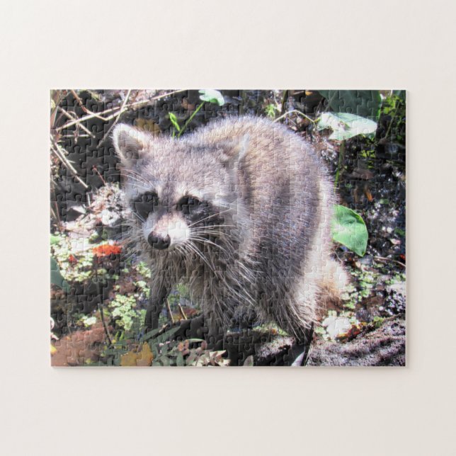 Cute Baby Raccoon Foraging Quebra-cabeça (Horizontal)