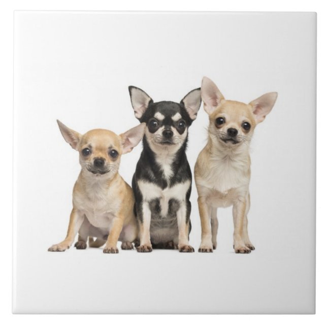 Cute Chihuahua Puppies (Frente)