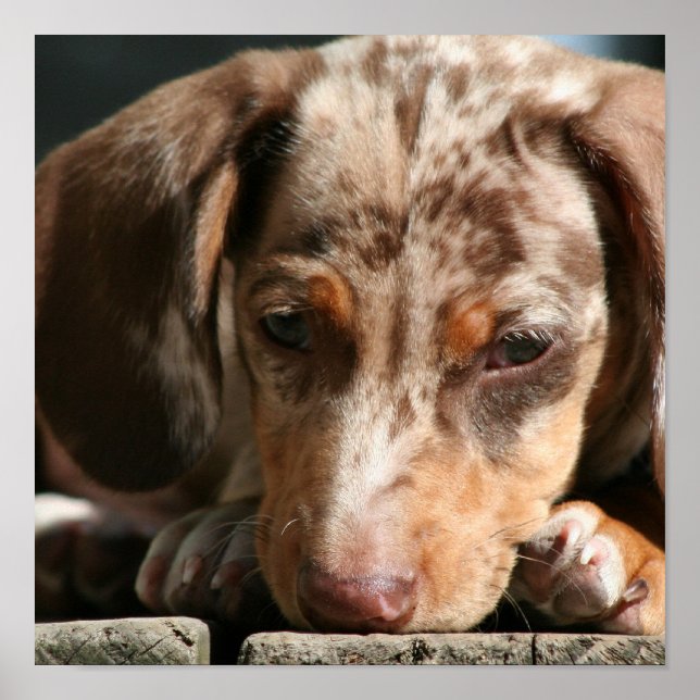 Cute Daschund Puppy Poster (Frente)
