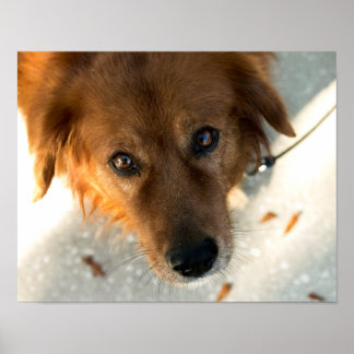 Cute Dog Poster (Golden Retriever)
