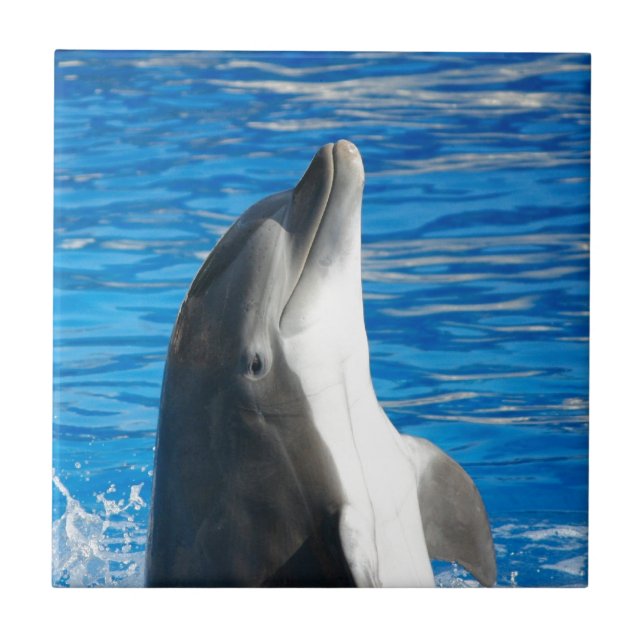 Cute Dolphin Beach Peace Love Party Destiny (Frente)