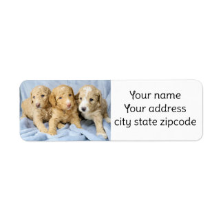 Cute Goldendoodle Puppies retorna etiquetas de end