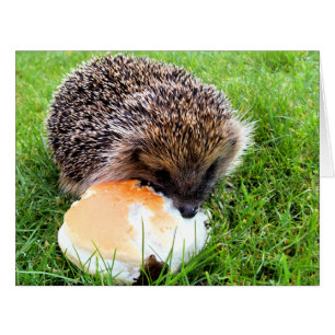 CUTE HEDGEHOG CARTÃO