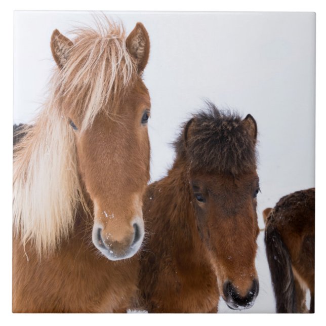Cute Icelandic Horses Together (Frente)