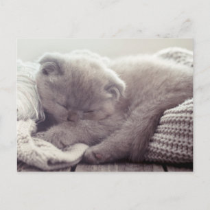 Cute Kitten Amor Olá Sinto Saudades Cartão Postal 