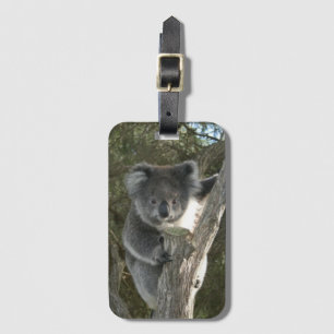 Cute Koala Subindo uma Tag de Bagagem de Árvore