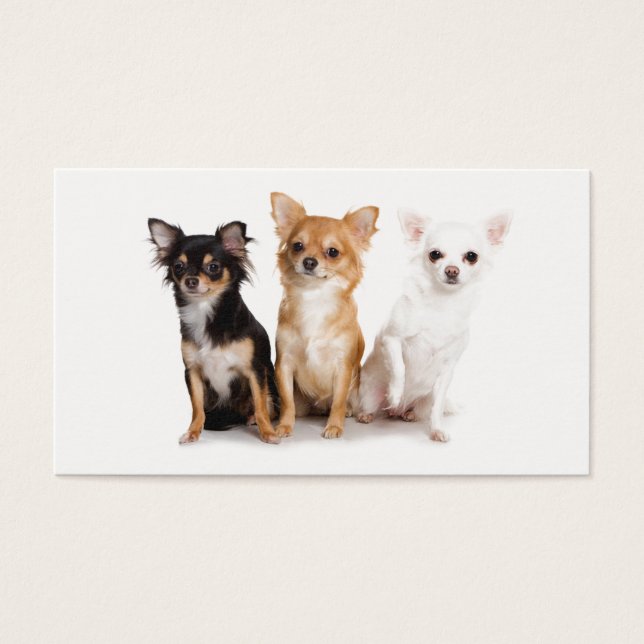 Cute Long Hair Chihuahua Puppes (Frente)