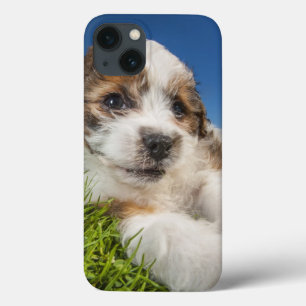 Cute puppy dog (Shitzu)