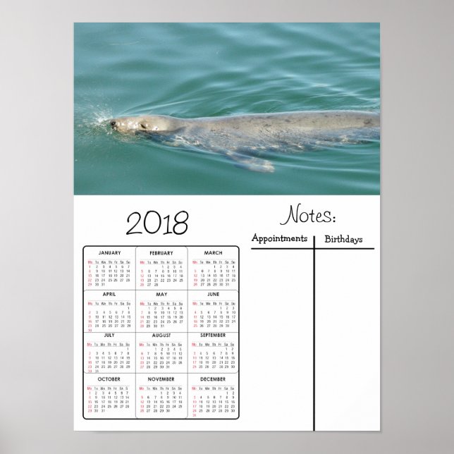 Cute Seal Swimming Foto Poster Calendário 2018 (Frente)
