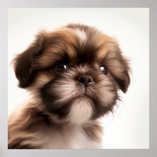 Cute Shih Tzu Puppy Dog Poster (Frente)