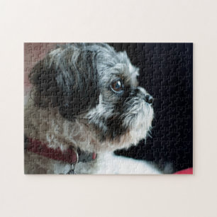 Cute Shih Tzu Quebra-cabeça