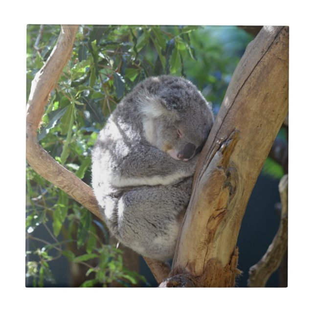 Cute Sleeping Koala in Tree (Frente)