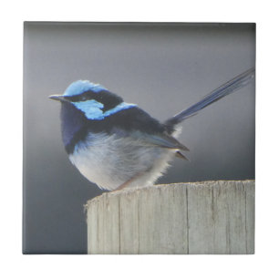 Cute Superb Fairywren