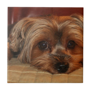 Cute yorkshire terrier dog, yorkie