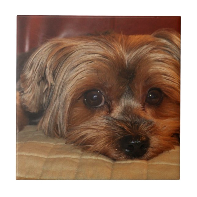 Cute yorkshire terrier dog, yorkie (Frente)