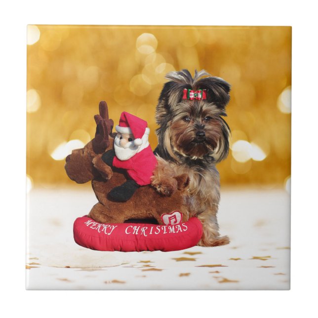Cute Yorkshire Terrier Felry Natal (Frente)