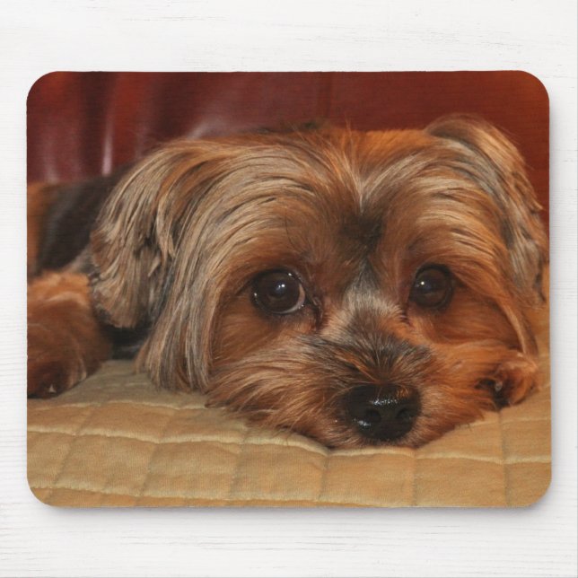 Cute Yorkshire Terrier Mousepad (Frente)