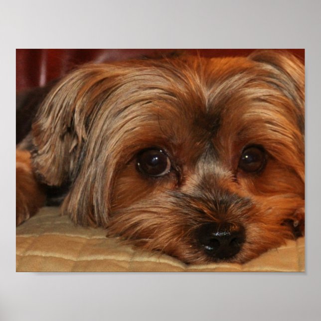 Cute Yorkshire Terrier Yorkie Puppy Poster (Frente)