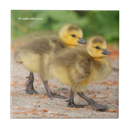 Cuteness on Parade: Canadá Goslings