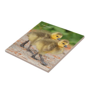 Cuteness on Parade: Canadá Goslings