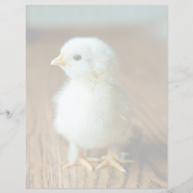 Cutest Baby Animals | Baby Chick (Frente)
