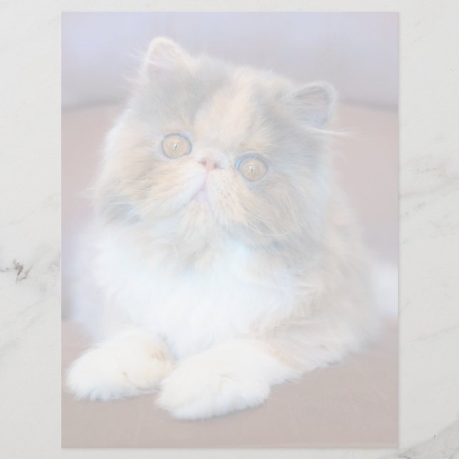 Cutest Baby Animals | Calico Persian Kitten (Frente)