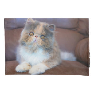 Cutest Baby Animals   Calico Persian Kitten