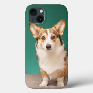 Cutest Baby Animals   Corgi on Teal