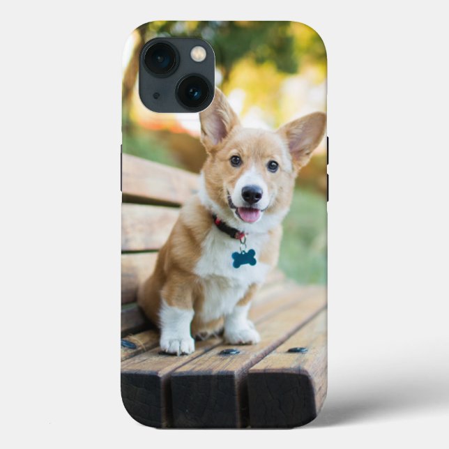 Cutest Baby Animals | Corgi Puppy on a Park Bench (Verso)