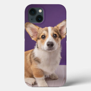 Cutest Baby Animals   Corgi Puppy on Purple