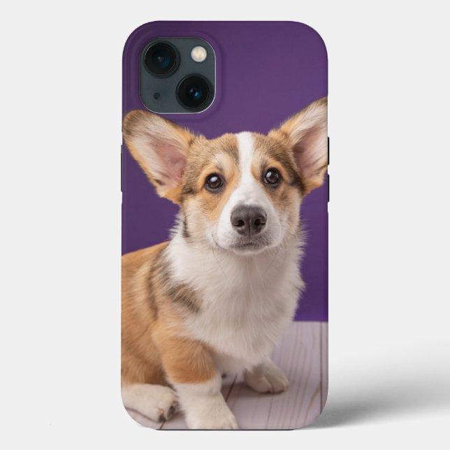 Cutest Baby Animals | Corgi Puppy on Purple (Verso)