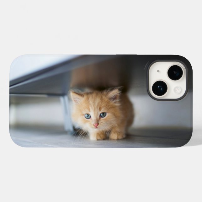 Cutest Baby Animals | Fluffy Orange Kitten (Verso (horizontal))