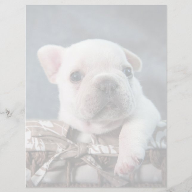 Cutest Baby Animals | French Bulldog (Frente)